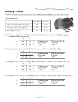 Skinny Pig Genetics Worksheet Answers